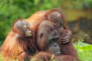 Palm_Oil_Orangutans